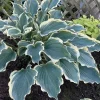 Hosta 'Hope Springs Eternal' Live Plant – 5.25" Pot Perennial Outdoor - Image 1