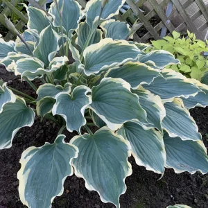 Hosta 'Hope Springs Eternal' Live Plant – 5.25
