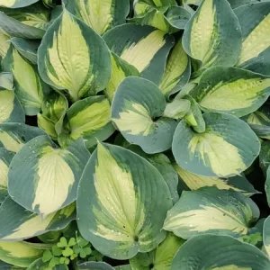 Hosta Hudson Bay Perennial Plant - 5.25 inch Pot - Live Shade Plant - Image 2