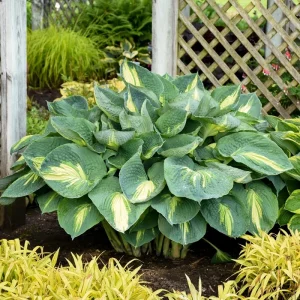 Hosta Hudson Bay Perennial Plant - 5.25 inch Pot - Live Shade Plant - Image 3