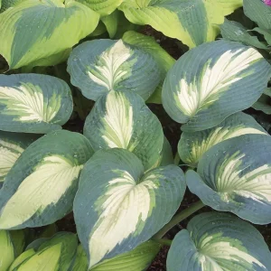 Hosta Hudson Bay Perennial Plant - 5.25 inch Pot - Live Shade Plant - Image 4