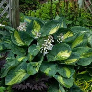 Hosta Hudson Bay Perennial Plant - 5.25 inch Pot - Live Shade Plant - Image 5