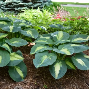 Hosta Hudson Bay Perennial Plant - 5.25 inch Pot - Live Shade Plant - Image 6