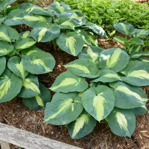 Hosta Hudson Bay Perennial Plant - 5.25 inch Pot - Live Shade Plant - Image 7