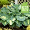 Hosta Hudson Bay Perennial Plant - 5.25 inch Pot - Live Shade Plant - Image 1