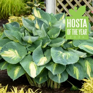 Hosta Hudson Bay Perennial Plant - 5.25 inch Pot - Live Shade Plant - Image 1