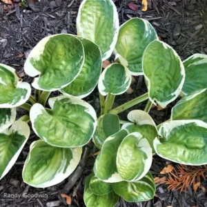 Hosta Hummingbird's Nest Live Plant - 5.25