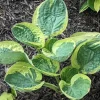 Hosta Hummingbird's Nest Live Plant - 5.25" Pot - Well Rooted Perennial Shade - Image 1