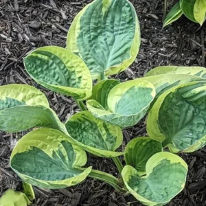 Hosta Hummingbird's Nest Live Plant - 5.25
