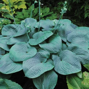 Hosta Humpback Whale Live Plant – 5.25" Pot Perennial Shade - Image 1