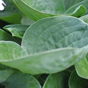 Hosta 'Inside Scoop' Live Plant – 5.25