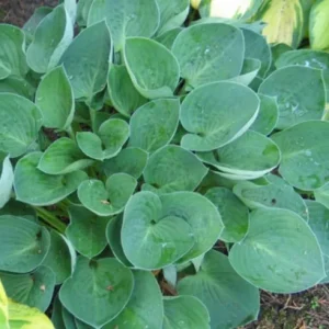 Hosta 'Inside Scoop' Live Plant – 5.25