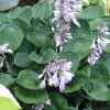 Hosta 'Inside Scoop' Live Plant – 5.25" Pot – Perennial Shade Plant - Image 1