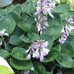 Hosta 'Inside Scoop' Live Plant – 5.25
