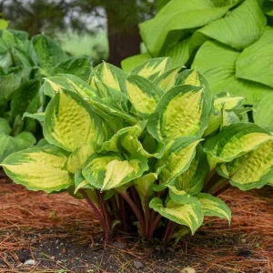 Hosta 'Island Breeze' Live Perennial Plant - Vibrant Outdoor Foliage - Image 2