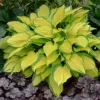 Hosta 'Island Breeze' Live Perennial Plant - Vibrant Outdoor Foliage - Image 1