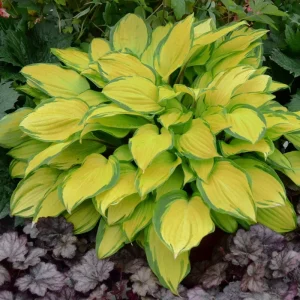 Hosta 'Island Breeze' Live Perennial Plant - Vibrant Outdoor Foliage - Image 1
