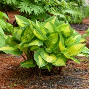 Hosta Island Breeze Live Plant – Perennial Shade Plant – 5.25