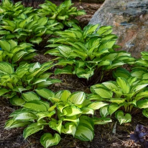 Hosta Island Breeze Live Plant – Perennial Shade Plant – 5.25