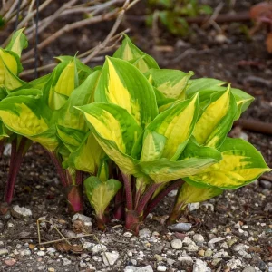 Hosta Island Breeze Live Plant – Perennial Shade Plant – 5.25
