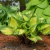 Hosta Island Breeze Live Plant – Perennial Shade Plant – 5.25" Pot - Image 1
