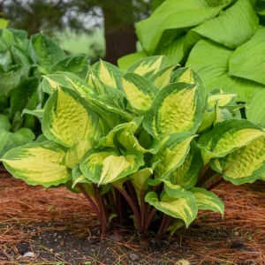 Hosta Island Breeze Live Plant – Perennial Shade Plant – 5.25