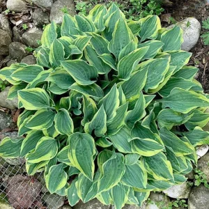 Hosta Jersey Shore Live Plant – 5.25 inch Pot, Well Rooted Perennial Shade - Image 1