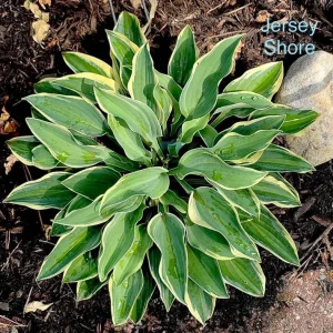 Hosta Jersey Shore Live Plant – 5.25 inch Pot, Well Rooted Perennial Shade - Image 2
