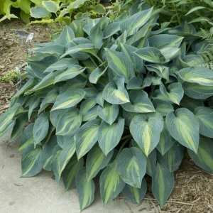 Hosta June Live Plant 5.25