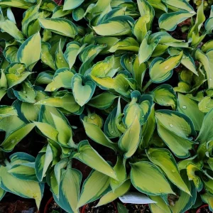 Hosta June Live Plant 5.25