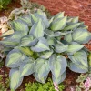 Hosta June Live Plant 5.25" Pot - Perennial Shade Plant Colorful Foliage - Image 1