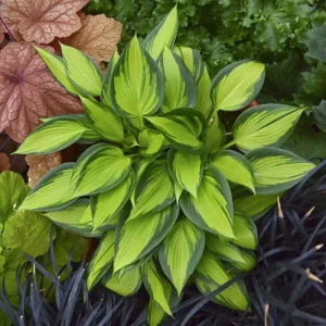 Hosta June Spirit Live Plant - 5.25