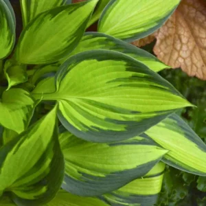 Hosta June Spirit Live Plant - 5.25