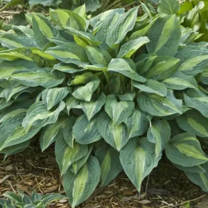 Hosta Kiwi Full Monty Live Plant – 5.25