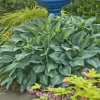Hosta Kiwi Full Monty Live Plant – 5.25" Pot – Perennial Shade Plant for Gardens - Image 1
