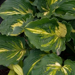 Hosta Lakeside Paisley Print Live Plant - 5.25