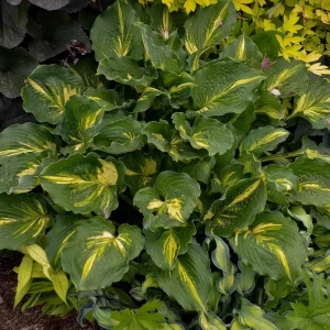 Hosta Lakeside Paisley Print Live Plant - 5.25