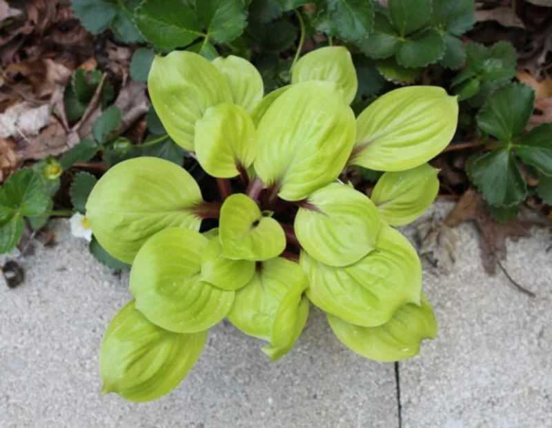 Hosta Lemon Kiss Live Plant – 5.25" Pot – Well Rooted Perennial Shade Plant - Image 1