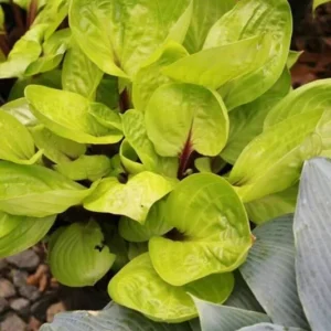 Hosta Lemon Snap Live Plant - 5.25
