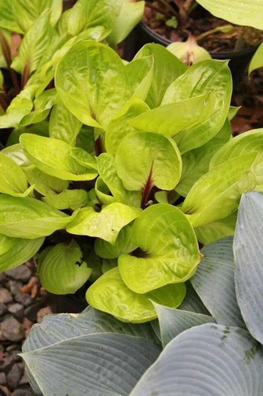Hosta Lemon Snap Live Plant - 5.25" Pot - Perennial Shade Plant - Image 2