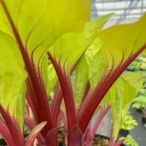 Hosta Lemon Snap Live Plant - 5.25