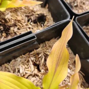 Hosta Light the Match Live Plant – 5.25