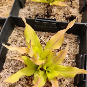 Hosta Light the Match Live Plant – 5.25