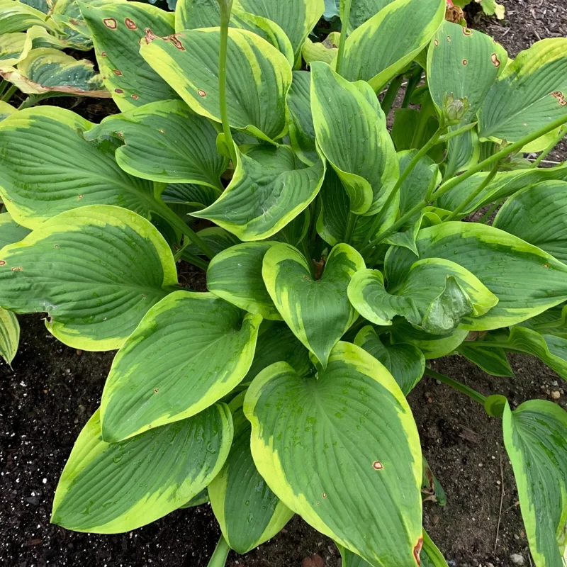 Hosta Lone Star Live Plant, 5.25" Pot, Well-Rooted Perennial Shade Plant - Image 2