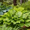 Hosta Lone Star Live Plant, 5.25" Pot, Well-Rooted Perennial Shade Plant - Image 1