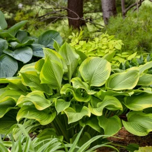 Hosta Lone Star Live Plant, 5.25