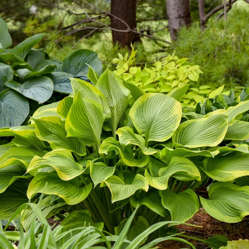 Hosta Lone Star Live Plant, 5.25" Pot, Well-Rooted Perennial Shade Plant - Image 1