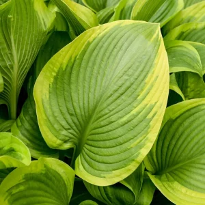 Hosta Lone Star Live Plant, 5.25