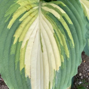Hosta Love Story Live Plant – 5.25 inch Pot Perennial Outdoor - Image 2