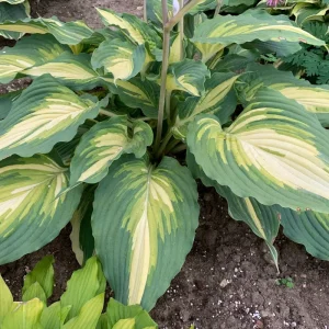 Hosta Love Story Live Plant – 5.25 inch Pot Perennial Outdoor - Image 3